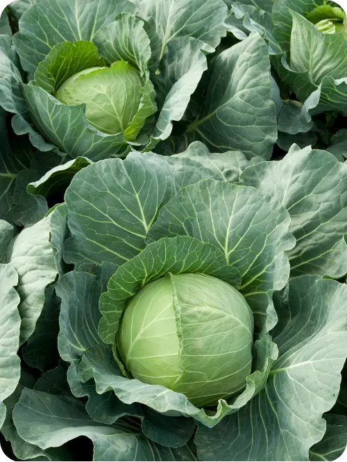 Cabbage